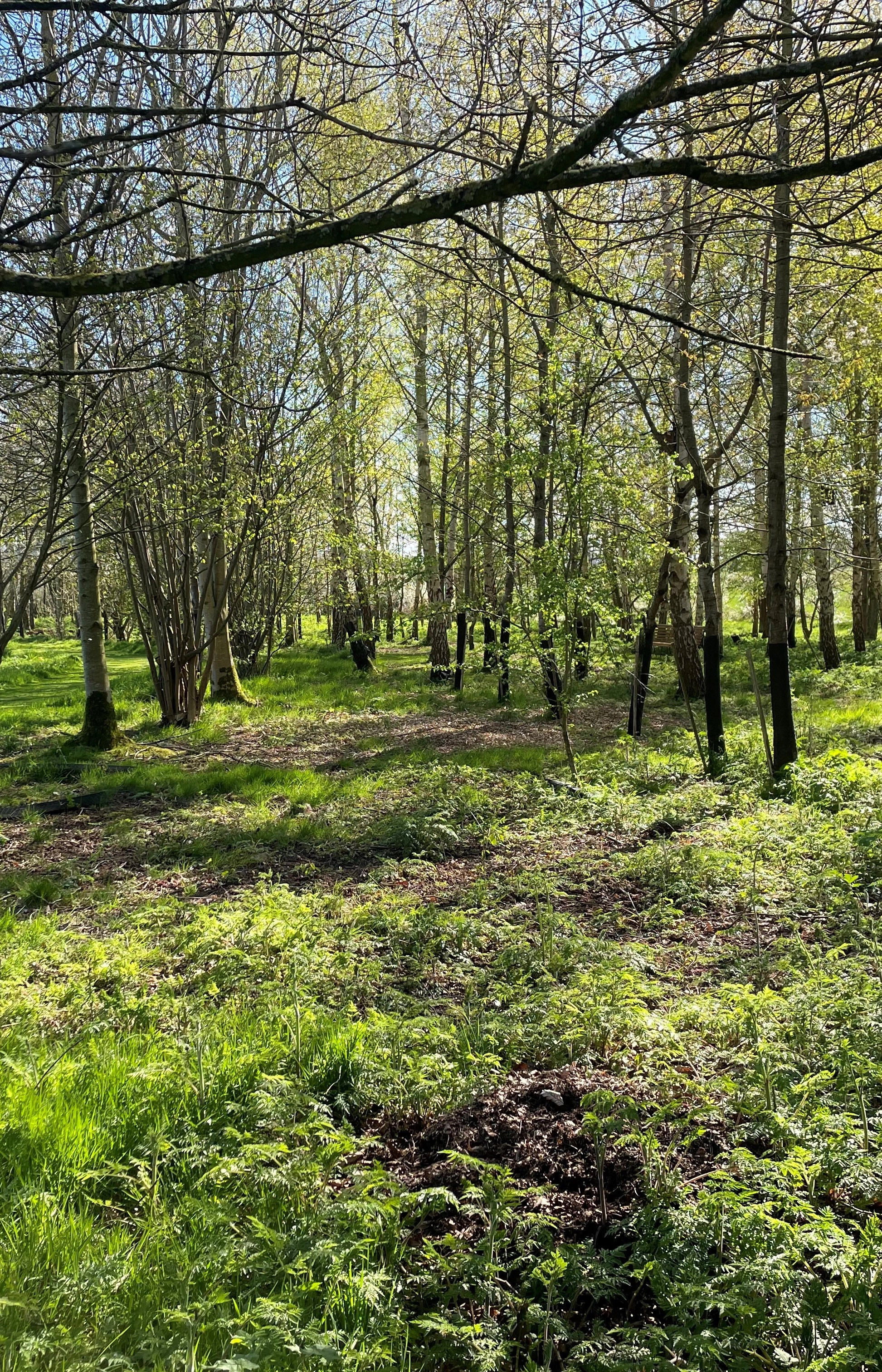 Natural Burial Grounds Image